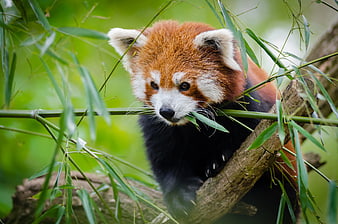 Cute Red Panda Eating Bamboo Leaves in Tree