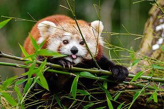 Cute Red Panda Eating Bamboo in Forest
