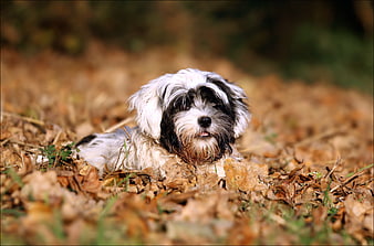 Cute black and white dog lying in autumn leaves