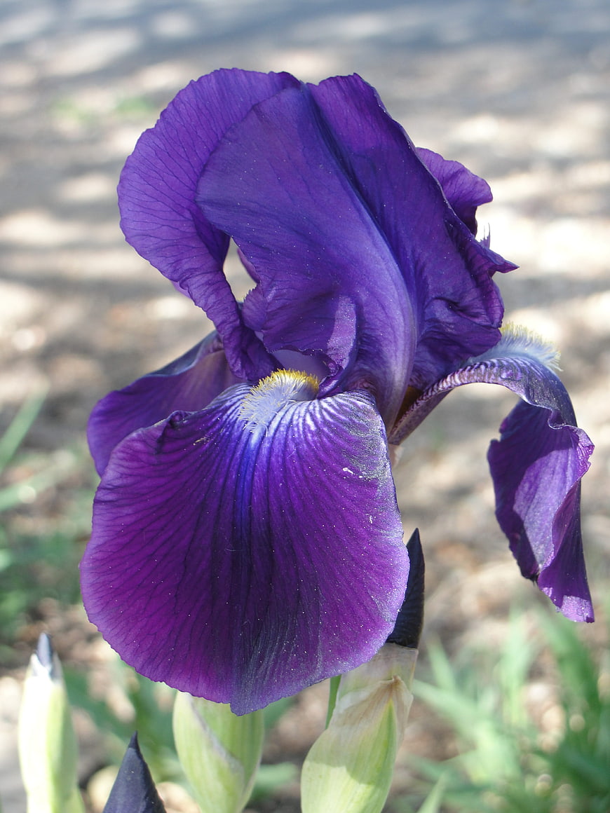 Close-up of a vibrant purple iris flower in a garden