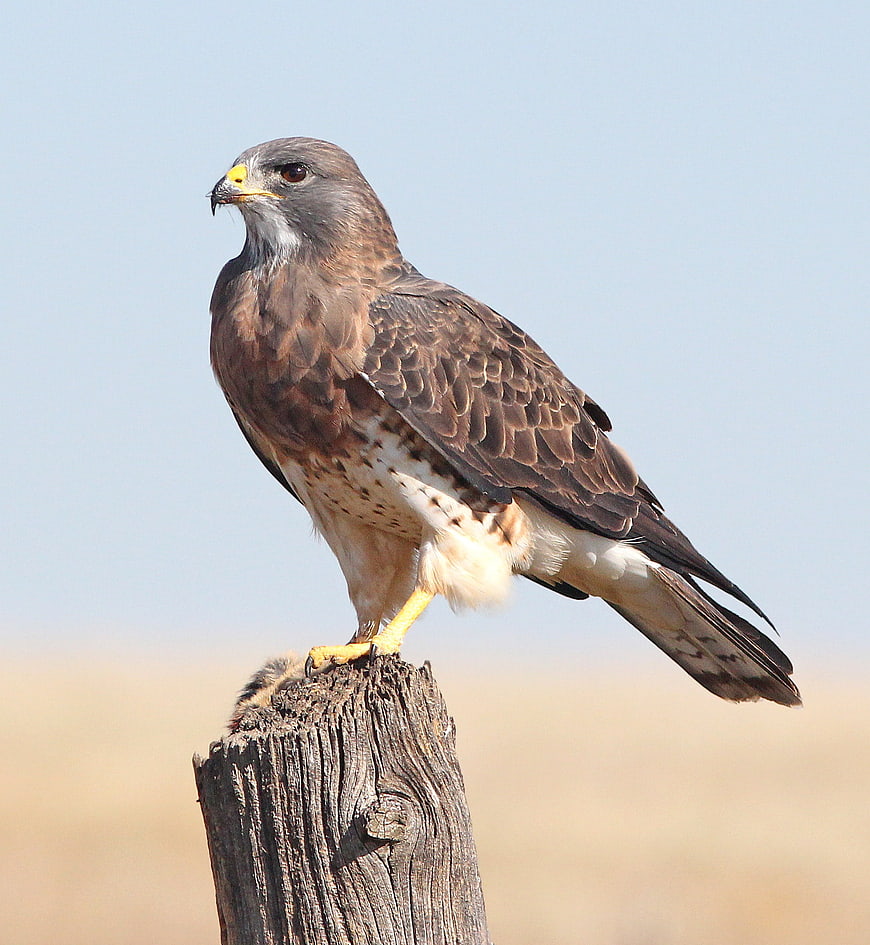 Red-tailed Hawk Perched on Wooden Post in Nature
