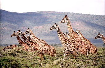 Herd of Giraffes in African Savanna with Mountain Background
