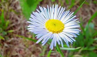 Close-up of a delicate white and yellow daisy flower in a meadow