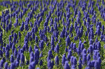 Vibrant Blue Grape Hyacinth Flower Field in Spring