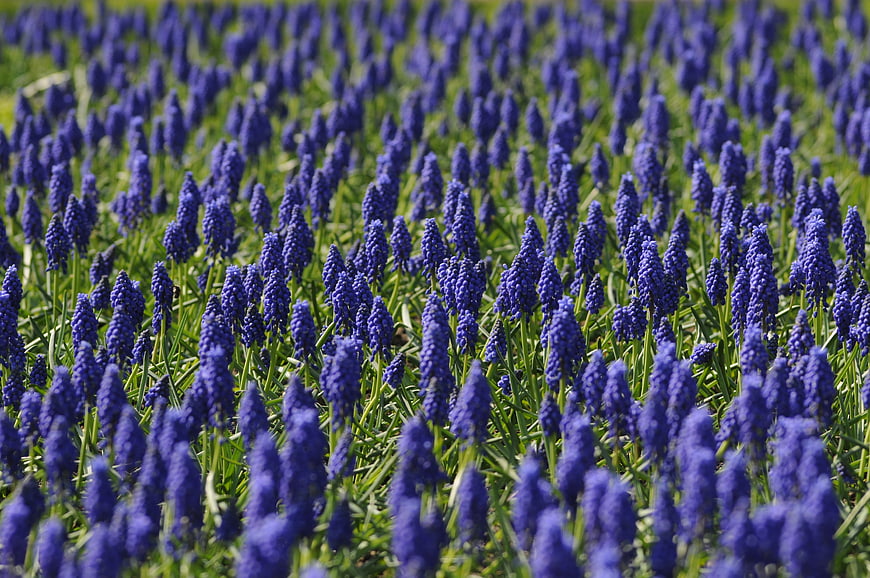 Vibrant Blue Grape Hyacinth Flower Field in Spring
