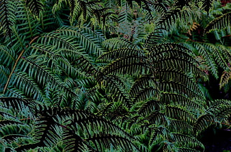 Abstract Dark Green Fern Fronds Pattern