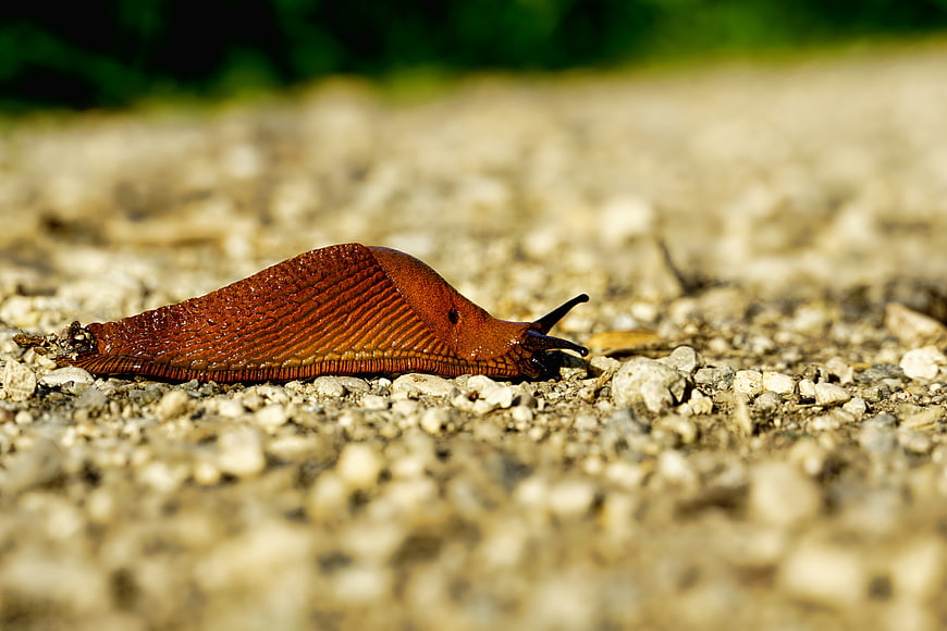 Close-up of a Red Slug Crawling on Gravel
