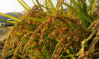 Close-up of golden ripe rice panicles in a field
