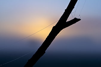 Silhouetted wooden pole and wires against a foggy sunrise sky