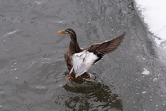 Mallard Duck Flapping Wings in Rainy Winter Pond
