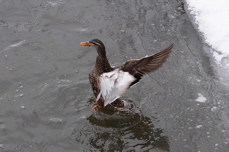 Mallard Duck Flapping Wings in Rainy Winter Pond