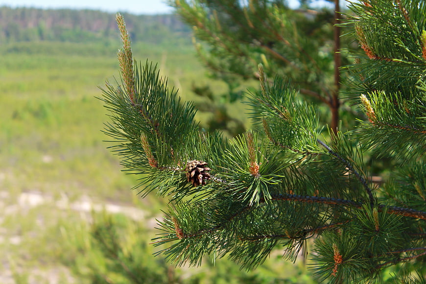Close-up of pine branch with cone and needles in nature