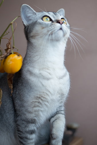 Curious Grey Tabby Cat Looking Up at Yellow Pepper