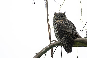 Eurasian Eagle Owl perched on a branch against white background