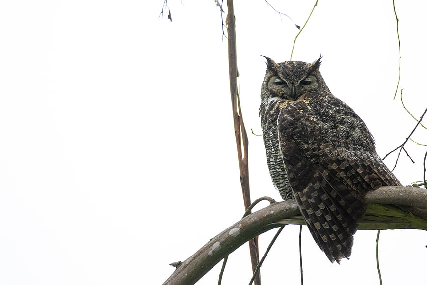 Eurasian Eagle Owl perched on a branch against white background
