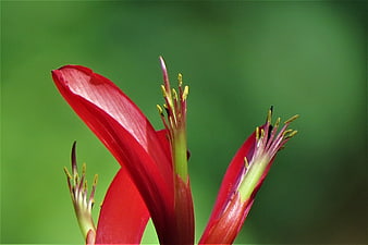 Close-up of vibrant red flower buds against green background