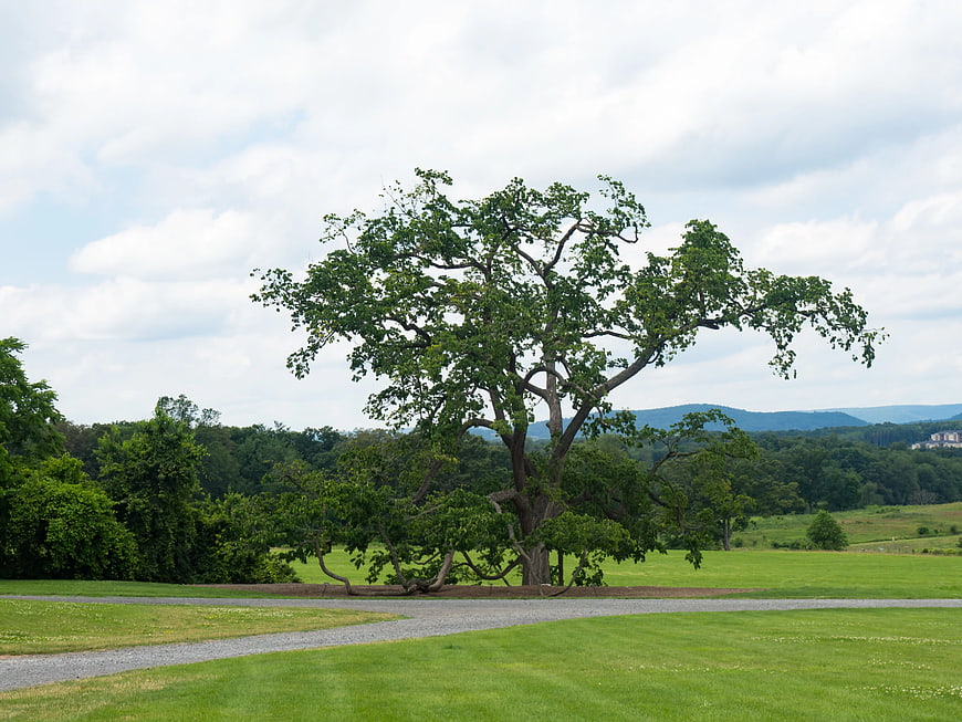 Lone Oak Tree in Green Pasture with Mountain Background