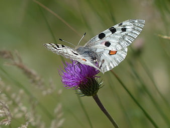 Apollo Butterfly on Purple Thistle Flower