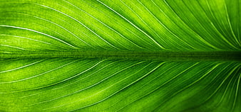 Close-up of vibrant green leaf veins texture background