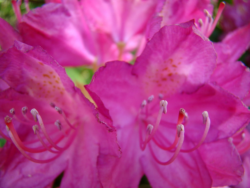 Close-up of vibrant pink rhododendron flowers with stamens
