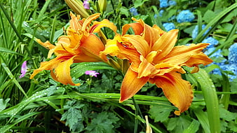 Vibrant Orange Daylilies with Blue Hydrangeas in Rain