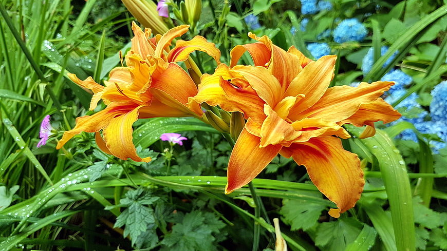 Vibrant Orange Daylilies with Blue Hydrangeas in Rain