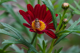 Honeybee Pollinating Red Flower in Garden
