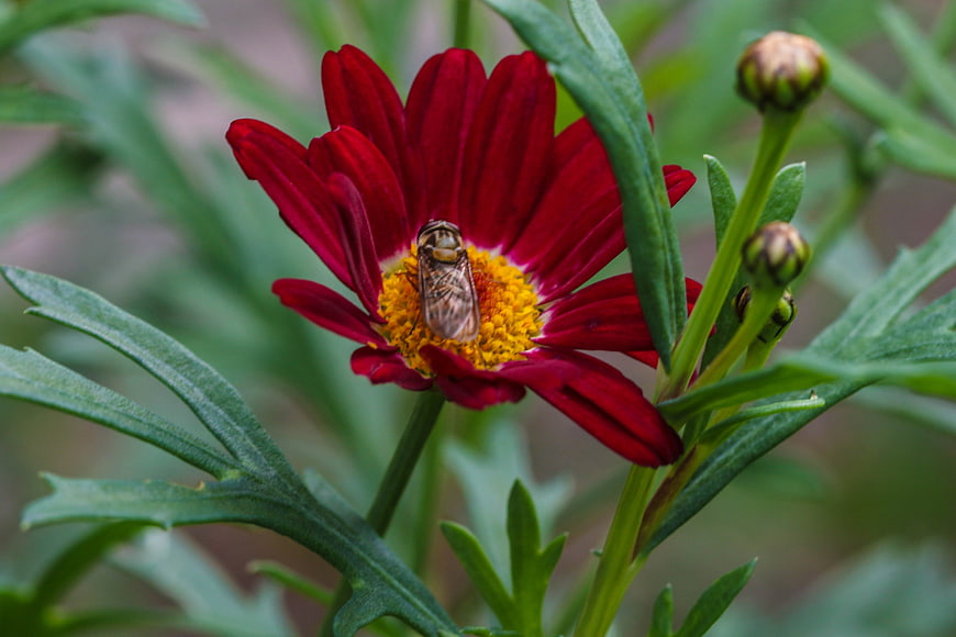 Honeybee Pollinating Red Flower in Garden