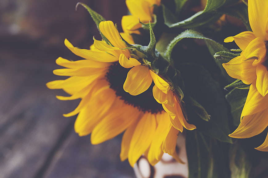 Close-up of vibrant yellow sunflowers in a rustic vase