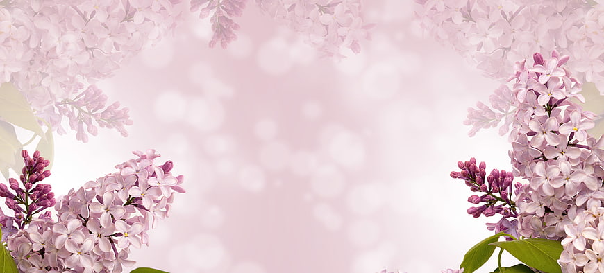 Soft Pink Lilac Flowers with Bokeh Background