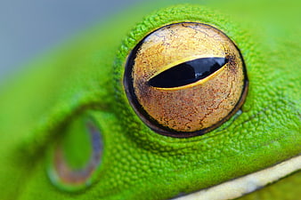 Macro Close-Up of a Green Tree Frog Eye