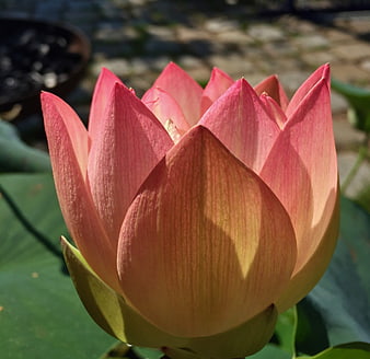Close-up of a pink lotus flower bud in sunlight
