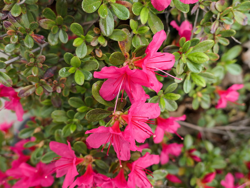 Vibrant Pink Azalea Flowers Blooming on Green Bush