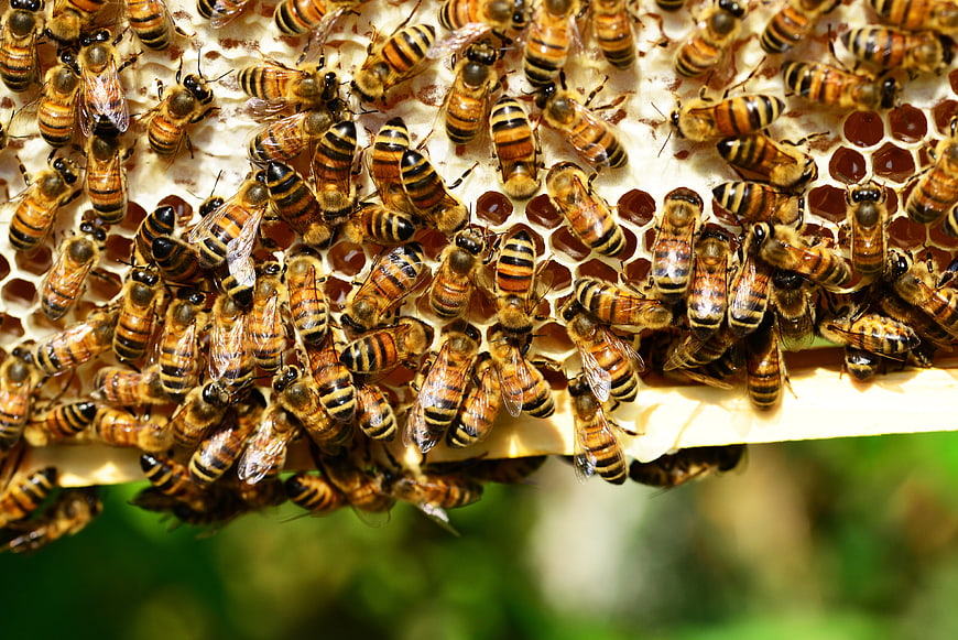 Close-up of Honeybees on a Honeycomb Frame