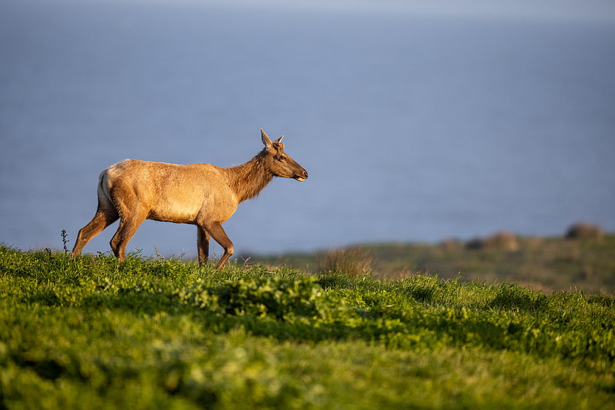 Young Elk Walking in Green Meadow with Ocean Background