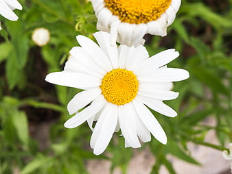 Close-up of White Daisy with Yellow Center in Garden