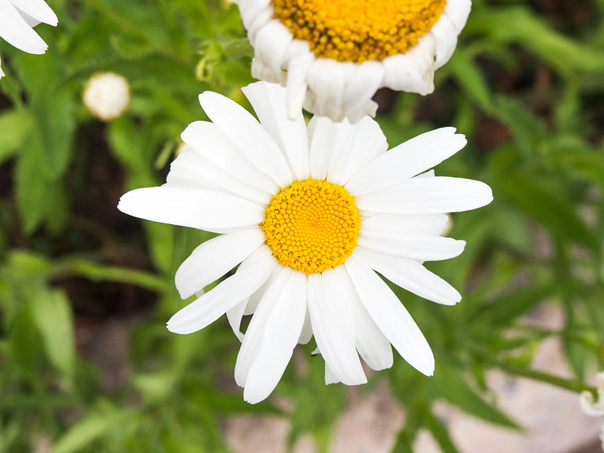 Close-up of White Daisy with Yellow Center in Garden