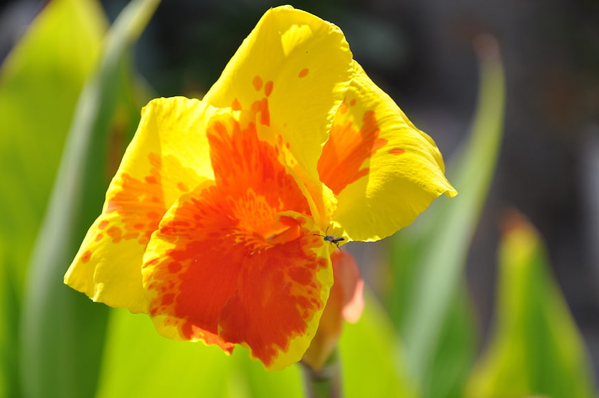 Close-up of vibrant yellow and orange canna lily flower