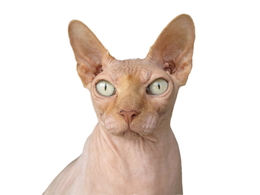 Portrait of a hairless Sphynx cat on white background