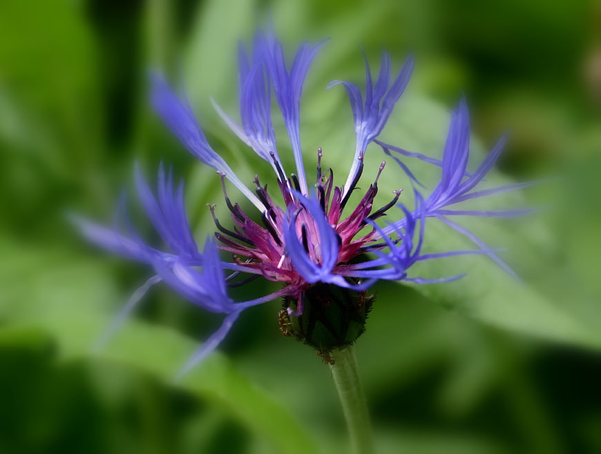 Close-up of a vibrant blue cornflower with green background