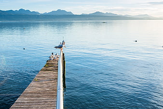 Seagulls on wooden pier with mountains and calm water
