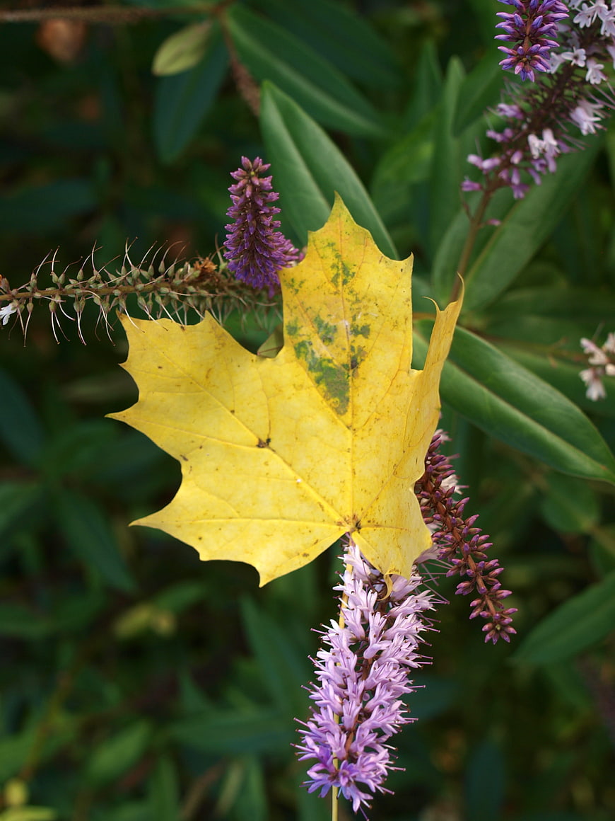 Yellow Maple Leaf on Purple Wildflower in Autumn