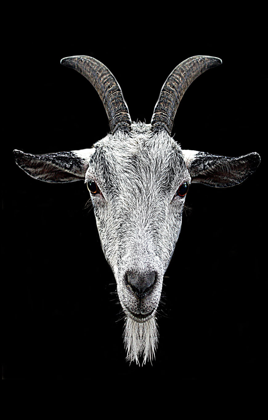 Dramatic Portrait of a Horned Goat Head on Black Background