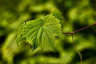 Close-up of a vibrant green grape leaf with detailed veins against a blurred background