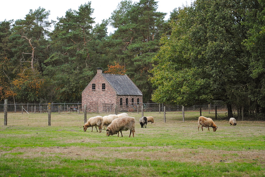 Sheep grazing in a Dutch meadow with a brick house