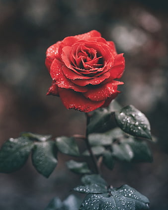 Close-up of a vibrant red rose with raindrops