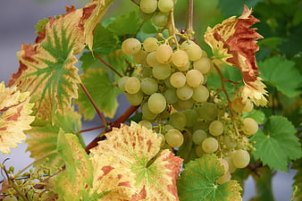 Ripe Green Grapes on Vine with Autumn Leaves