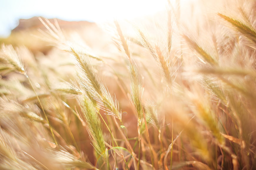 Golden Barley Field Backlit by Sunlight