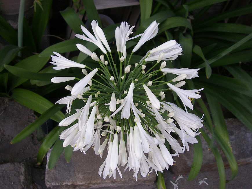 White Agapanthus Flower Head with Green Leaves