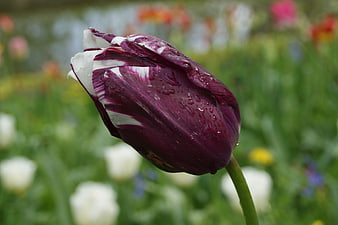 Close-up of purple and white tulip with raindrops